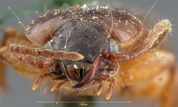 Media type: image;   Entomology 5652 Aspect: head frontal view